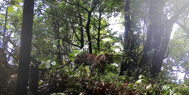 Macan Tutul Jawa