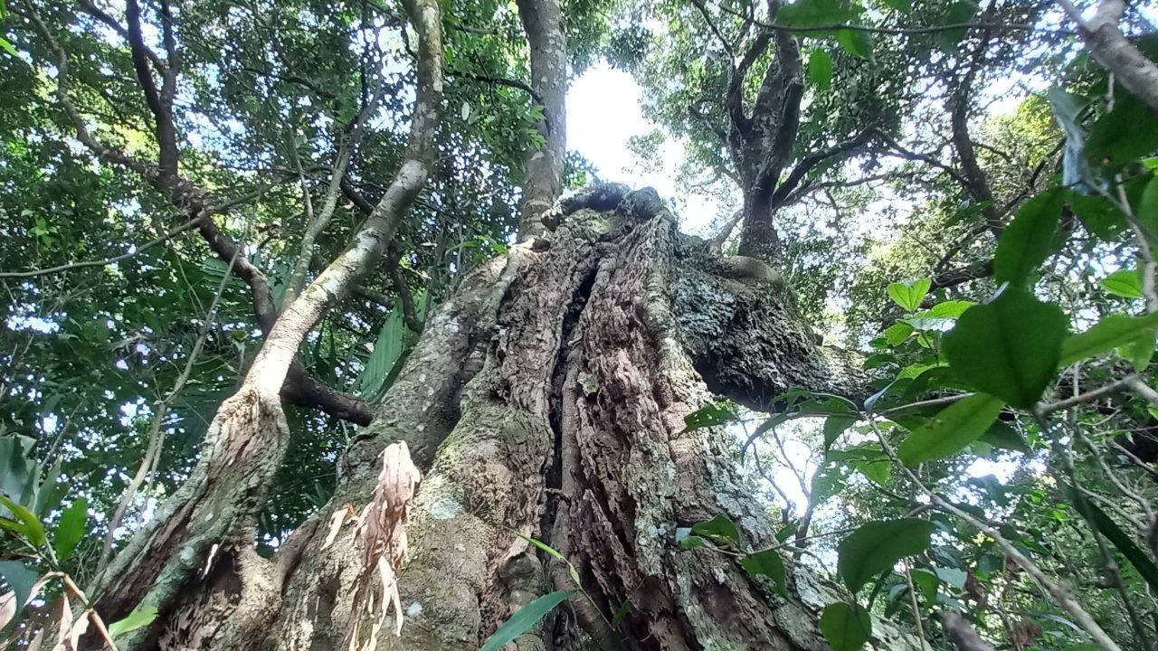 Mengenal Pohon Meranak: Eksotisme Botani dari Keluarga Fagaceae